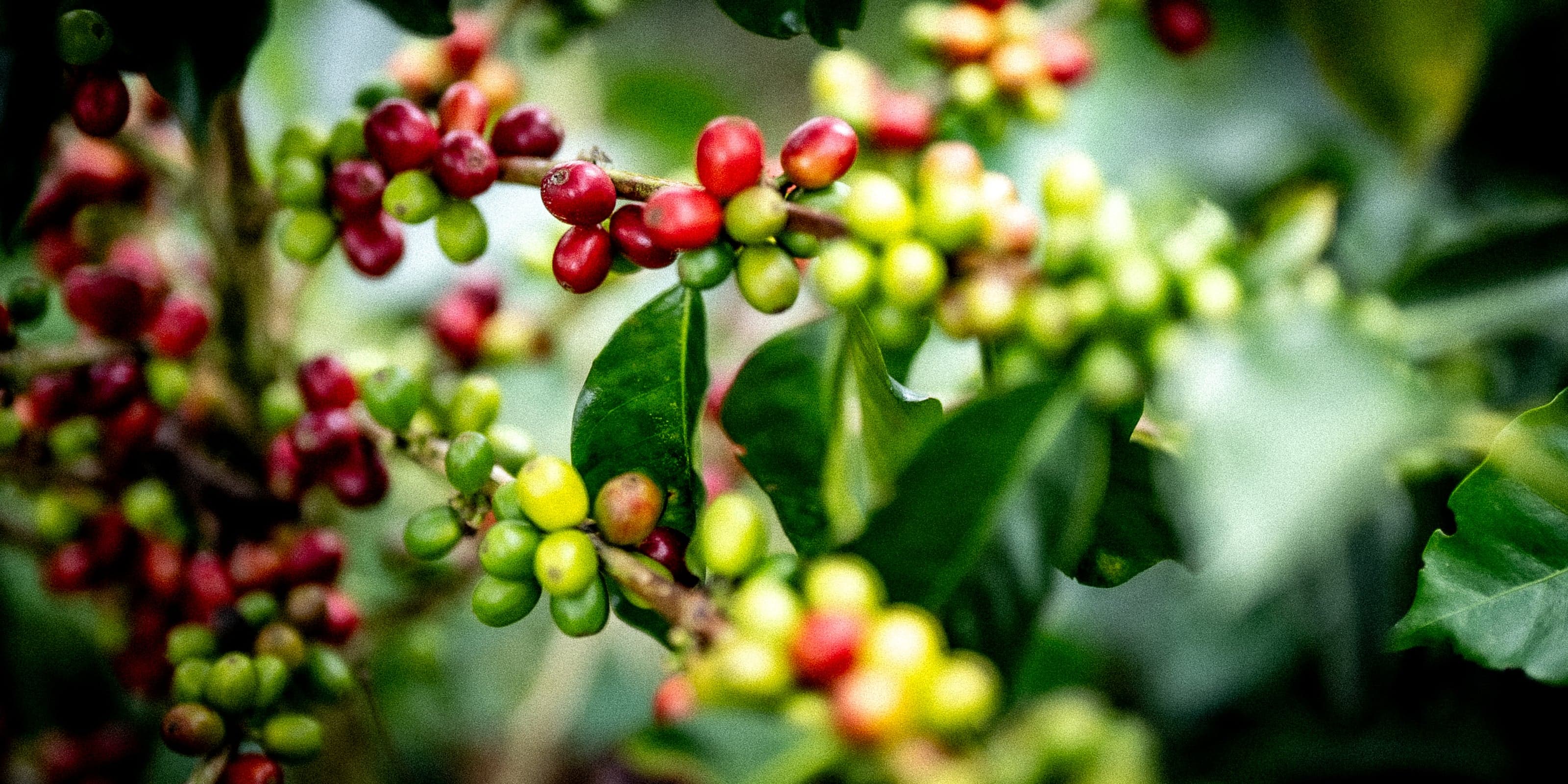 Ripe Arabica coffee cherries ready for hand-picking on the branch in Sơn La, Vietnam